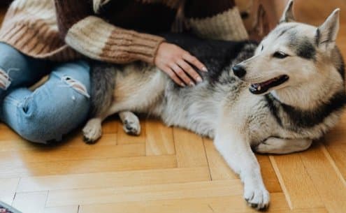 Imagem de Pet Terapia: quando o convívio com os animais torna-se terapêutico