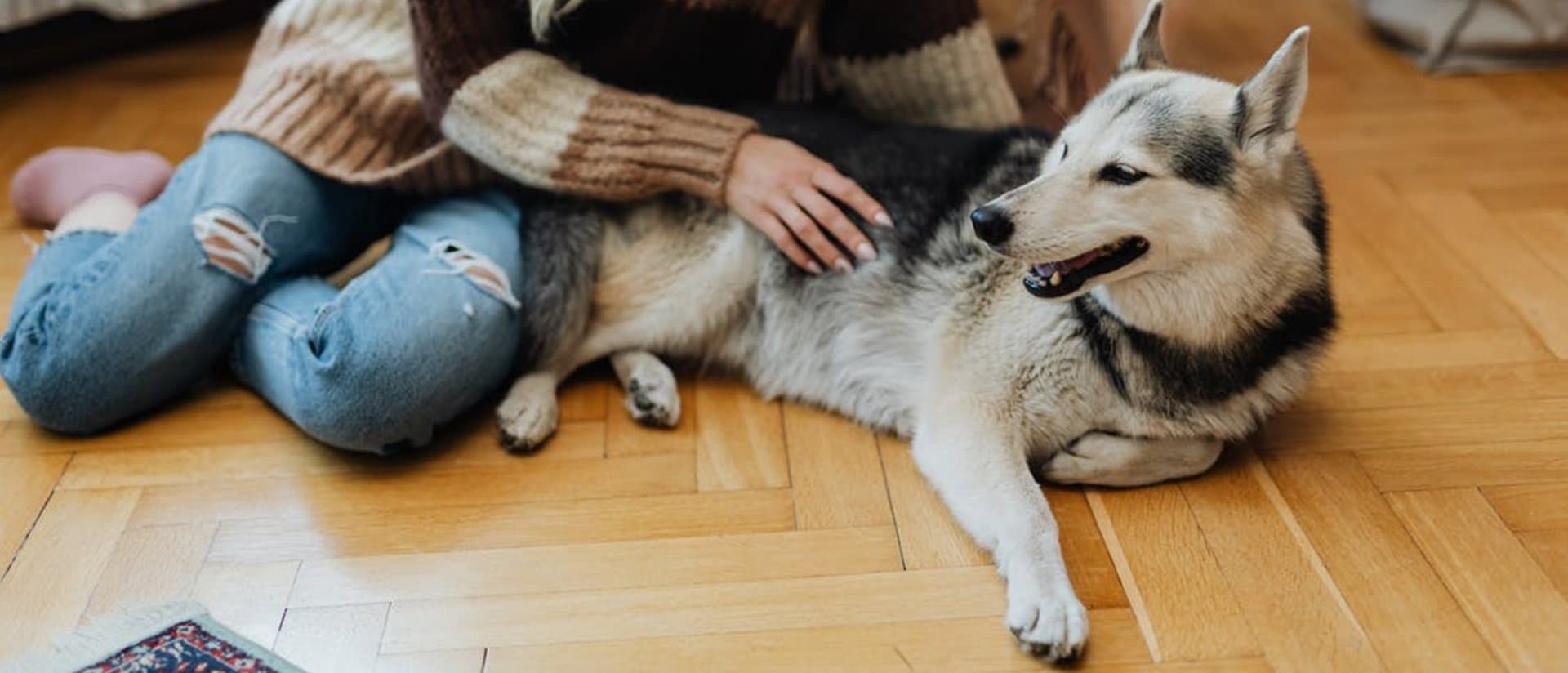 Pet Terapia: quando o convívio com os animais torna-se terapêutico