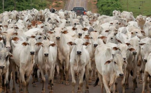 Imagem de Entre recordes e desafios: PIB da Agropecuária pode recuar 1,7% neste ano