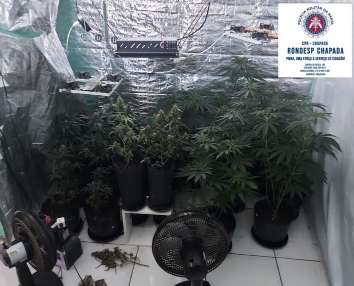 PM corta o barato de traficantes na chapada, e desmancha laboratório de maconha em apartamento alugado 