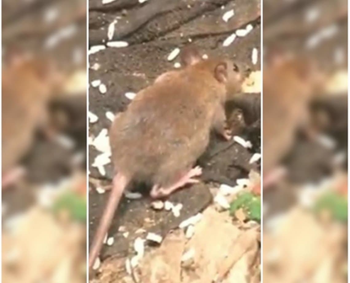 Moradores do Alto do Cabrito sofrem com ratos e mau cheiro de esgoto a céu aberto