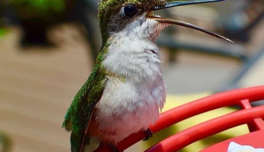 Imagem de Município baiano faz primeiro encontro de observadores de aves; veja como participar