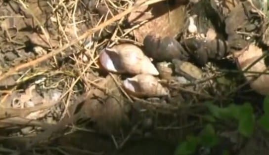 Imagem de Terreno com infestação de caramujos preocupa moradores da Ribeira 