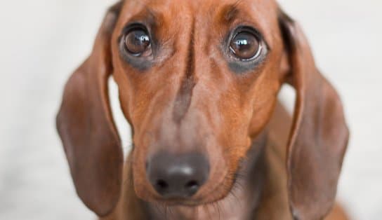 Imagem de Agressores serão obrigados a pagar despesas veterinárias de animais vítimas de maus-tratos em Salvador