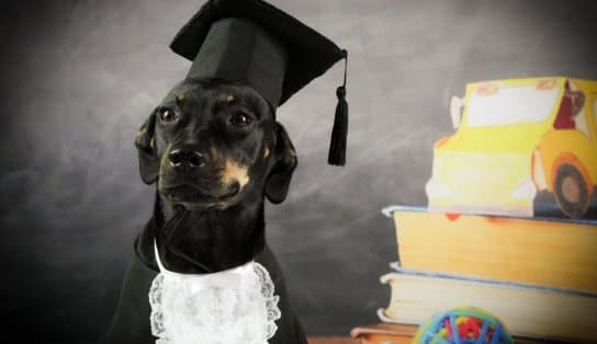 Imagem de Cachorros recebem boletim e até diploma de creches para animais; veja fotos