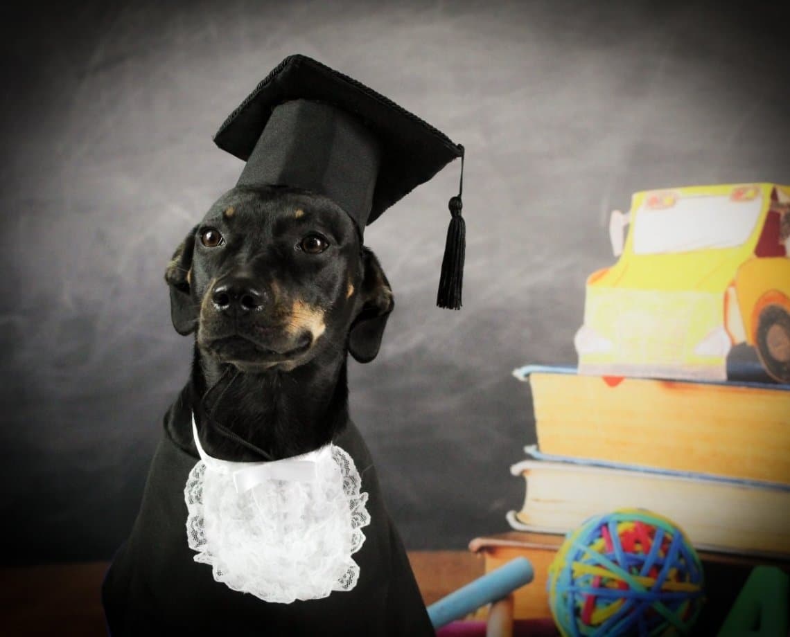 Cachorros recebem boletim e até diploma de creches para animais; veja fotos