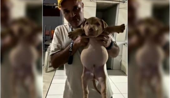 Imagem de Olho maior que a barriga? Filhote de cão fura pacote de ração e termina com barriga enorme