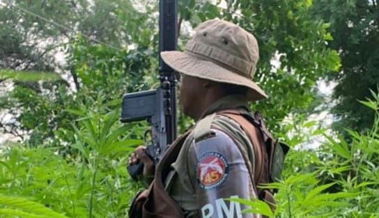 Imagem de Seis mil pés de maconha são erradicados no interior da Bahia; homem é preso