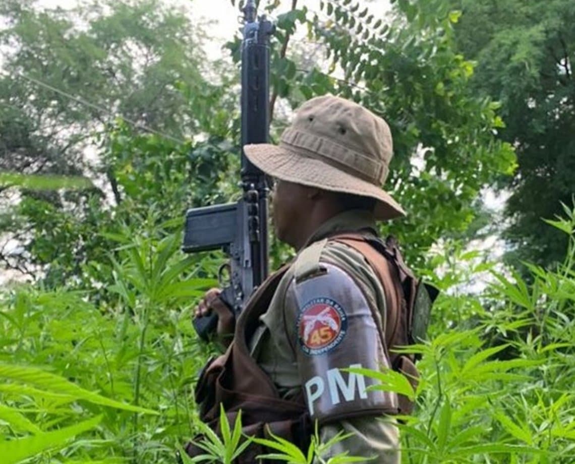 Seis mil pés de maconha são erradicados no interior da Bahia; homem é preso