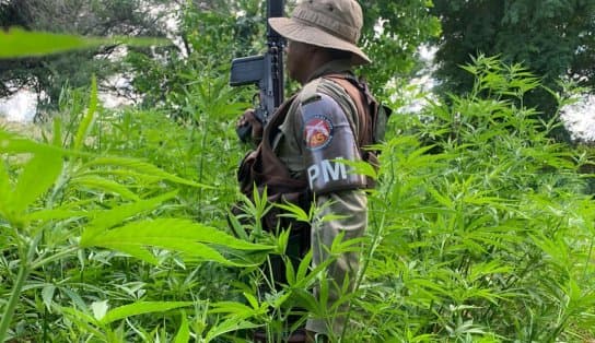 Imagem de Em ação de combate, seis mil pés de maconha são erradicados em Curaçá, interior da Bahia