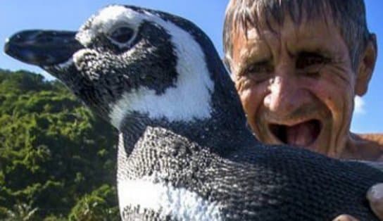 Imagem de Ele voltou! Cinco anos depois, pinguim viaja 3 mil km para visitar amigo que o salvou em Angra dos Reis