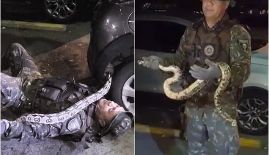 Imagem de Escondida em carro, cobra com mais de um metro é resgatada; veja