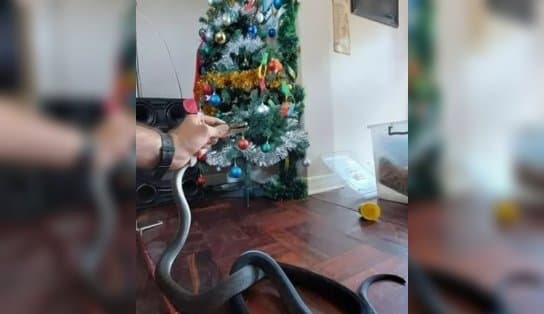 Imagem de Susto na ceia: cobra invade casa e "participa" de festejos natalinos; animal tem veneno mortal 