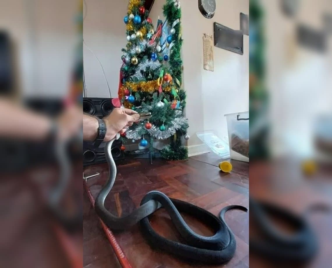 Susto na ceia: cobra invade casa e "participa" de festejos natalinos; animal tem veneno mortal 