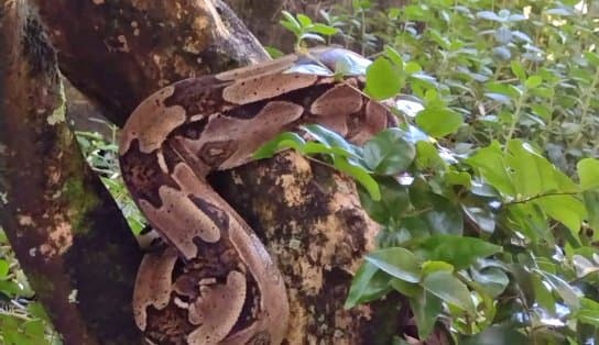 Imagem de "Que cobrão! "Jiboia de dois metros e sete quilos é encontrada em condomínio do Stiep