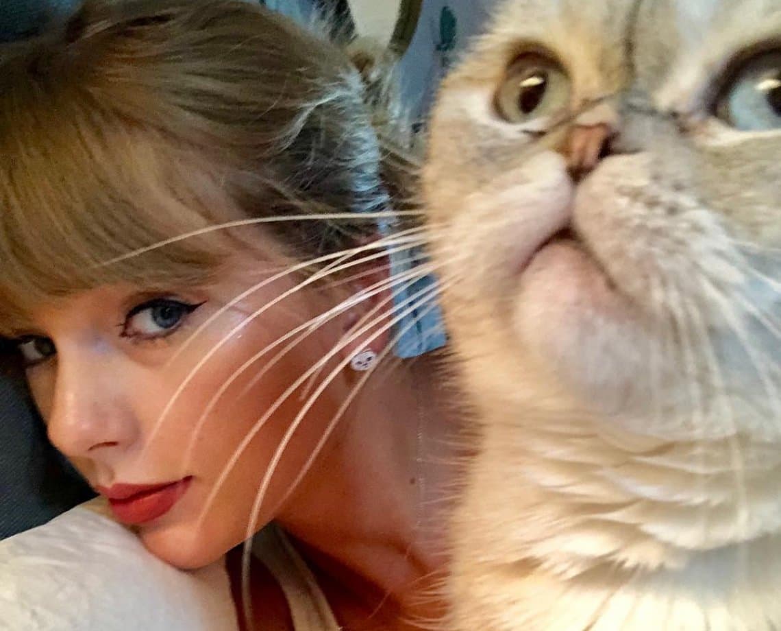  Com um patrimônio de R$ 529 milhões, gata de Taylor Swift é o terceiro pet mais rico mundo