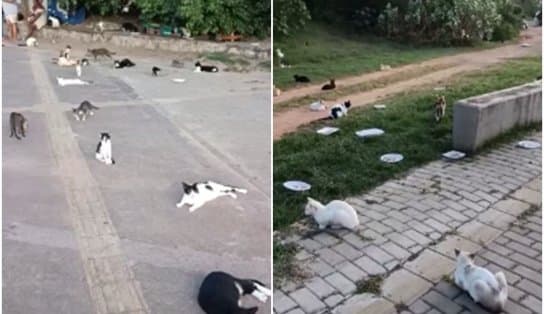 Imagem de Abandono leva a surgimento de "colônia de gatos" em Piatã; Prefeitura estuda plano de ação no local 