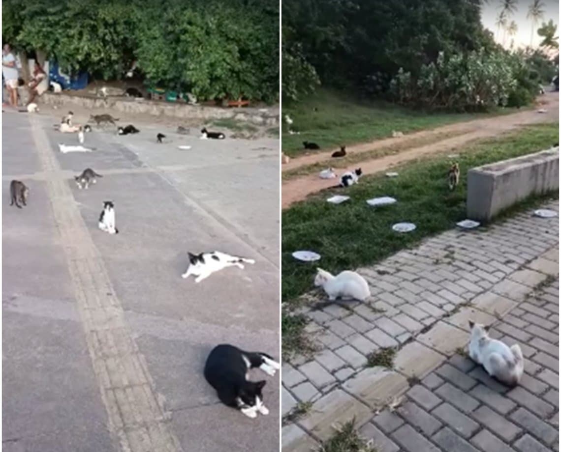 Abandono leva a surgimento de "colônia de gatos" em Piatã; Prefeitura estuda plano de ação no local 