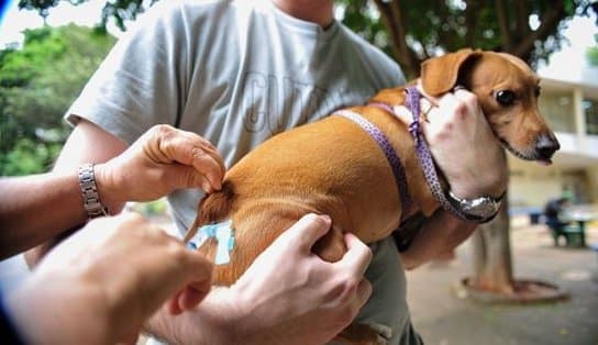 Imagem de Mutirão de vacina que protege cachorros contra 10 doenças acontece no Parque da Cidade; saiba como levar seu pet