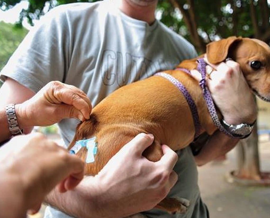 Mutirão de vacina que protege cachorros contra 10 doenças acontece no Parque da Cidade; saiba como levar seu pet