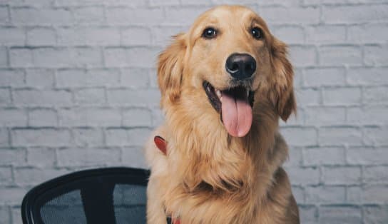 Imagem de Shopping de Salvador promove encontro de cachorros da Golden Retriever neste sábado