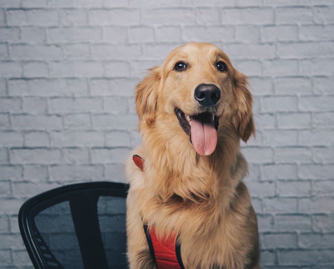 Shopping de Salvador promove encontro de cachorros da Golden Retriever neste sábado