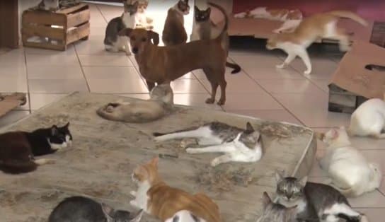 Imagem de Gatos são encontrados mortos por envenenamento em Teixeira de Freitas, na Bahia; Polícia Civil investiga o caso