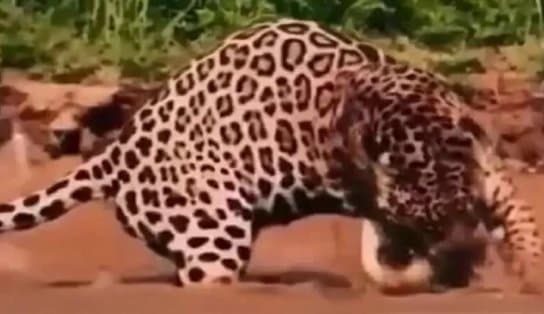 Imagem de Incrível! Briga entre onça e sucuri termina com animal partido ao meio; assista