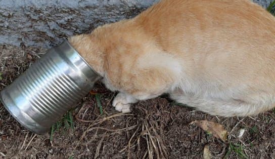 Imagem de Após ficar com a cabeça “enlatada”, gato é socorrido por Corpo de Bombeiros