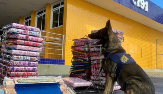 Imagem de Cão policial encontra 211 kg de maconha com passageiro de ônibus em Vitória da Conquista 