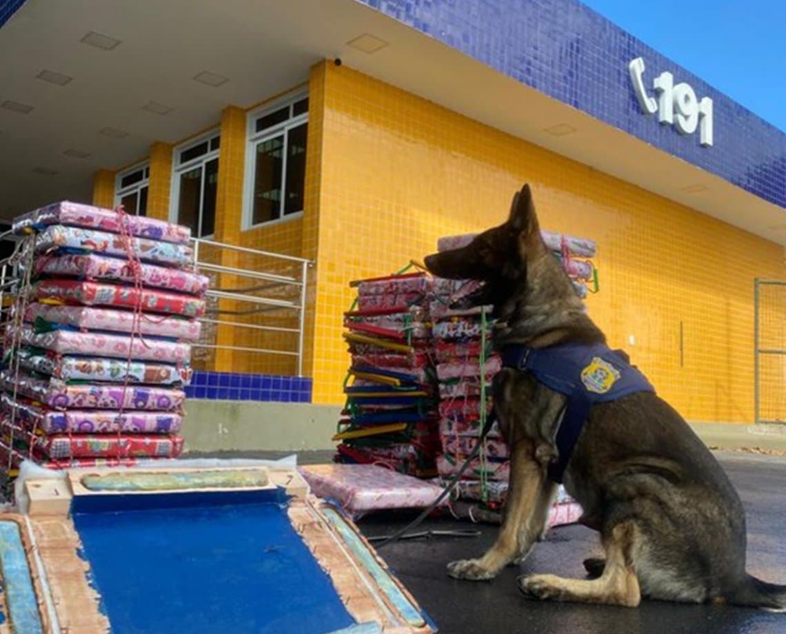 Cão policial encontra 211 kg de maconha com passageiro de ônibus em Vitória da Conquista 