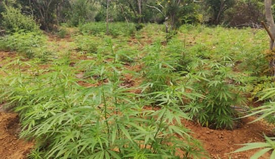 Imagem de Cerca de 15 mil pés de maconha vão abaixo em fazenda do município de Curaçá 