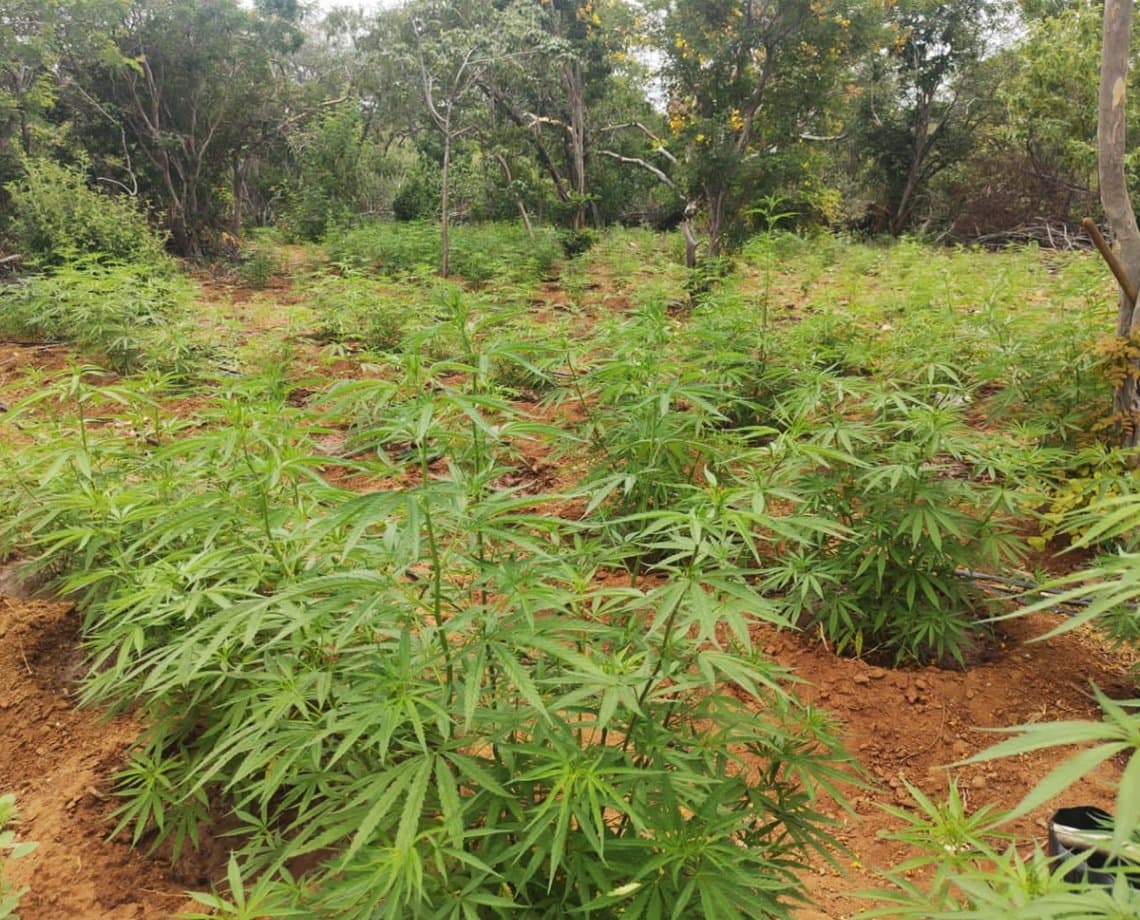 Cerca de 15 mil pés de maconha vão abaixo em fazenda do município de Curaçá 