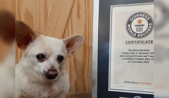 Imagem de Chihuahua de 23 anos é eleito o cachorro mais velho do mundo; conheça Spike