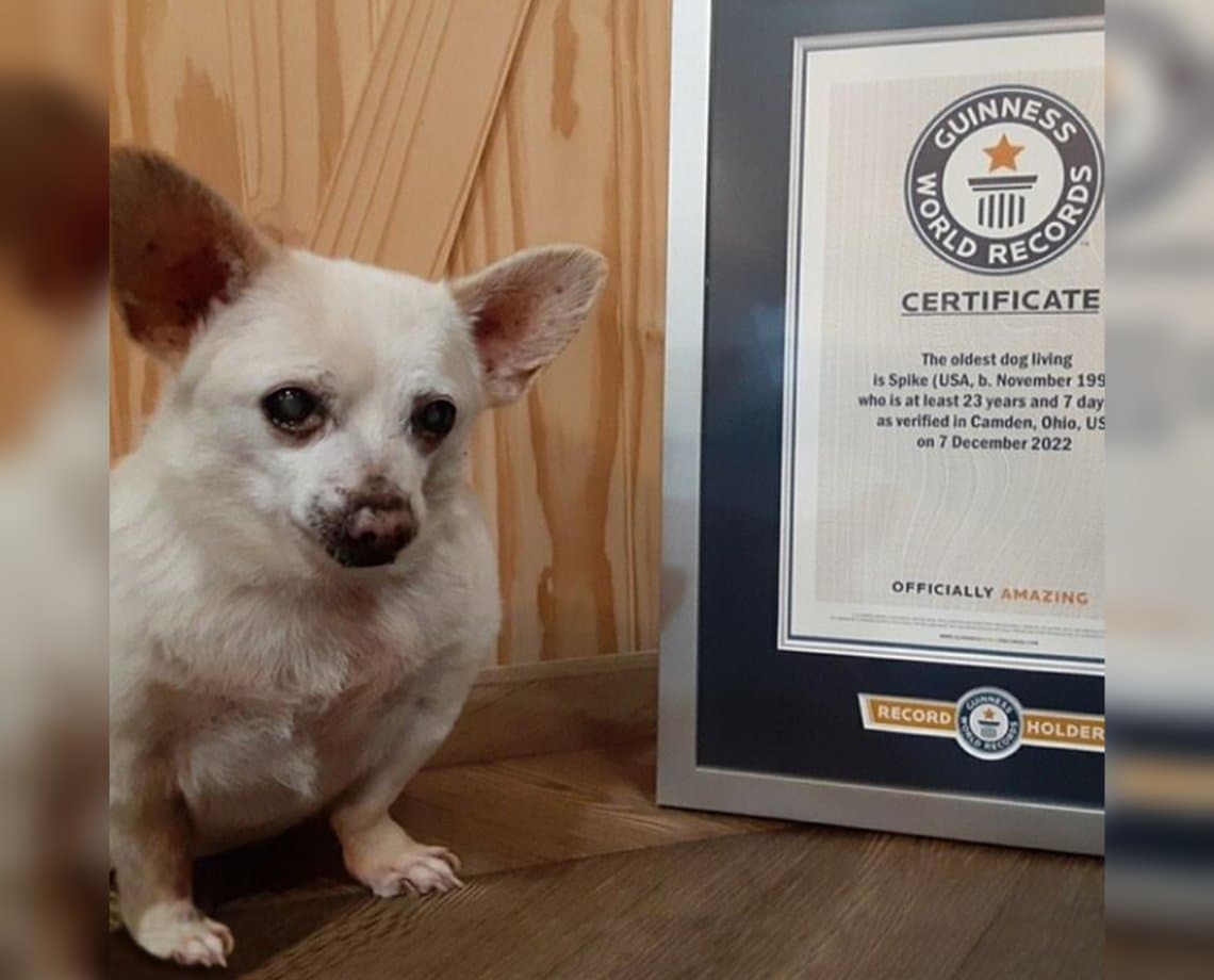 Chihuahua de 23 anos é eleito o cachorro mais velho do mundo; conheça Spike