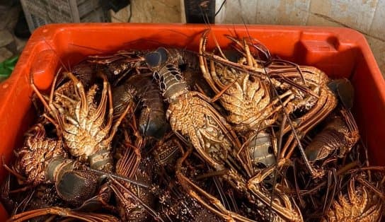 Imagem de Polícia Militar apreende mais de 16kg de lagosta em Salvador