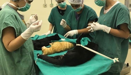 Imagem de Cirurgias veterinárias podem ser suspensas para reduzir uso de insumos hospitalares em falta nas UTIs humanas