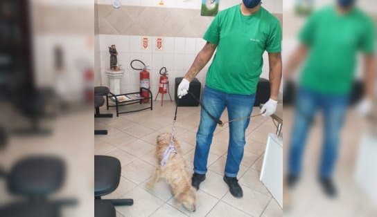 Imagem de Cachorro é resgatado após ter órgão genital cortado e ser abandonado na praia de Ondina