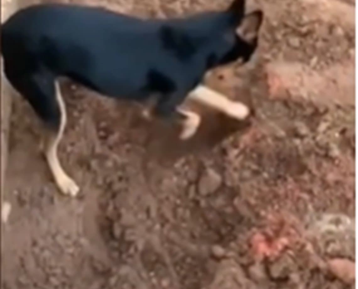 Pinscher faz "delacão" e entrega dono traficante de drogas; vídeo comprova ação do X-9