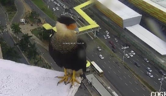 Imagem de Gavião pousa em frente à câmera de monitoramento da Transalvador e encanta internautas