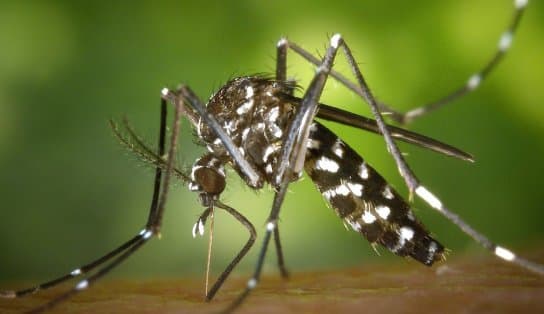 Imagem de Mobilização e combate ao Aedes aegypti e a leptospirose são realizados durante essa semana em Salvador