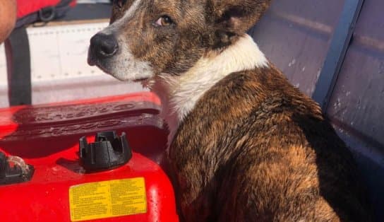 Imagem de Cachorro cai no mar de Porto Seguro e bombeiros pulam na água para resgatar animal