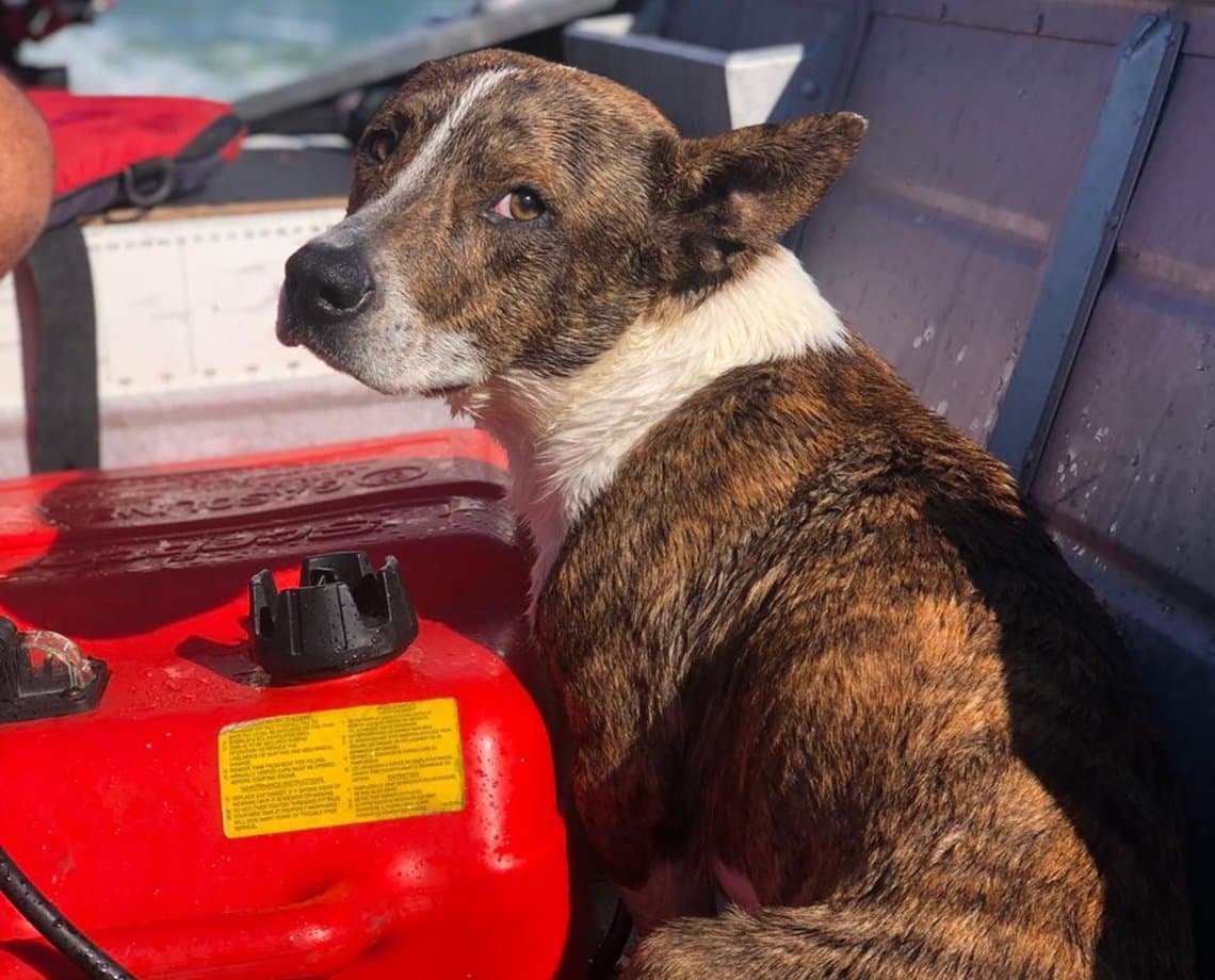 Cachorro cai no mar de Porto Seguro e bombeiros pulam na água para resgatar animal