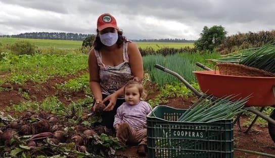 Imagem de Governo distribui mudas de mandioca e frutíferas; veja como garantir as suas