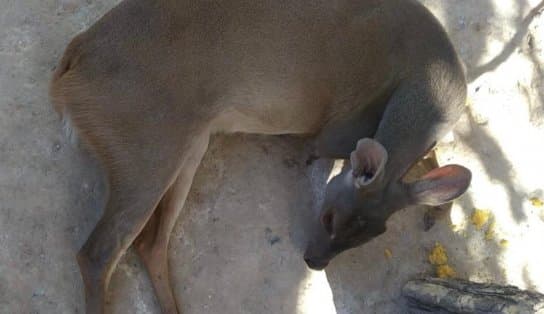 Imagem de Veado fica ferido após ser atropelado na cidade de Barreiras