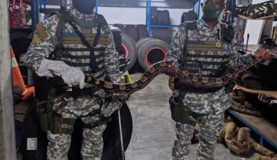 Imagem de Olha a cobra: duas jiboias são encontradas em Salvador e assustam moradores de São Caetano e Pirajá