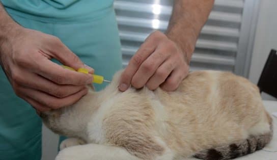 Imagem de Implantação de microchips é utilizada em Salvador para controle da população de cães e gatos; saiba mais