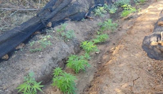 Imagem de Plantação com mais de mil pés de maconha é erradicada pela polícia na zona rural de Casa Nova na Bahia