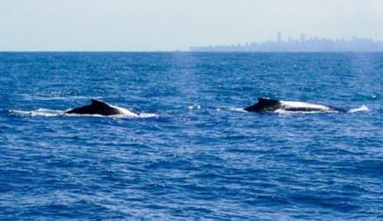 Imagem de Já pensou poder observar as baleias no mar de Salvador? Projeto oferece passeio turístico para conferir 