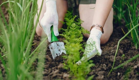 Imagem de Projeto Horta em Casa está com inscrições abertas para mais uma edição; veja como participar